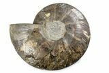 Cut & Polished Ammonite Fossil (Half) - Madagascar #362384-1